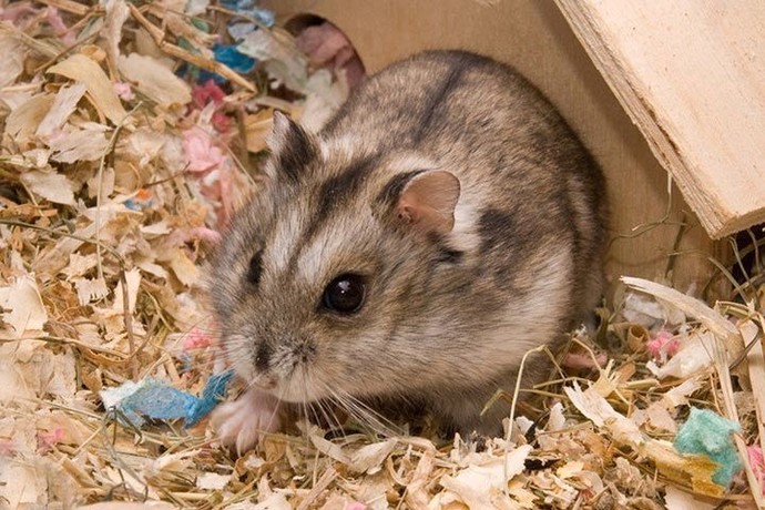 Hamsterlar hakkında bilgisi olan var mı?