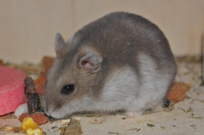 Hamsterlar hakkında bilgisi olan var mı?