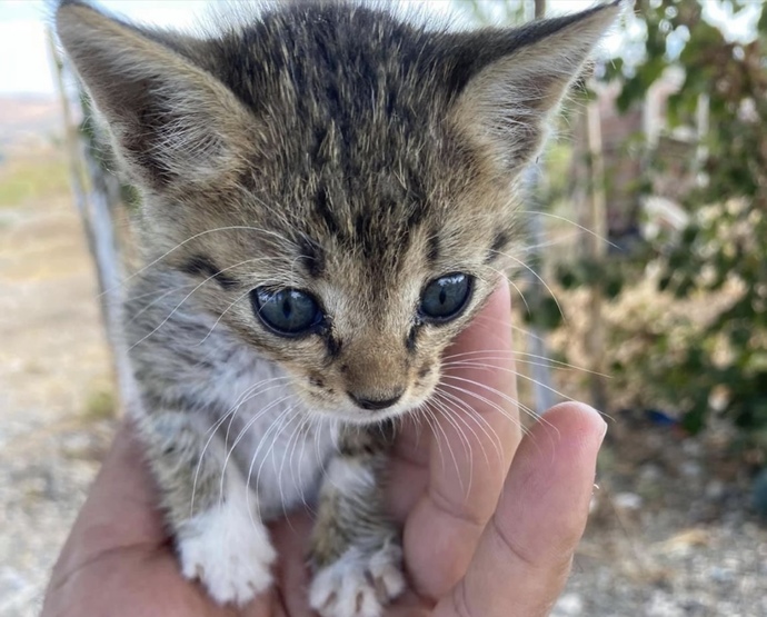 Bu yavru pisi sizin olsaydı adını ne koyardınız? 🐈🌸?
