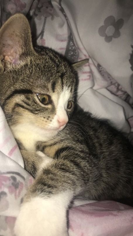 Bu yavru pisi sizin olsaydı adını ne koyardınız? 🐈🌸?