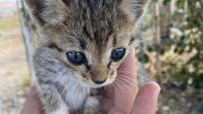 Bu yavru pisi sizin olsaydı adını ne koyardınız? 🐈🌸?