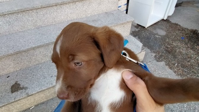 Bu güzel kızımıza yuva arıyoruz. Kalıcı yuvası olmak isteyen var mi?