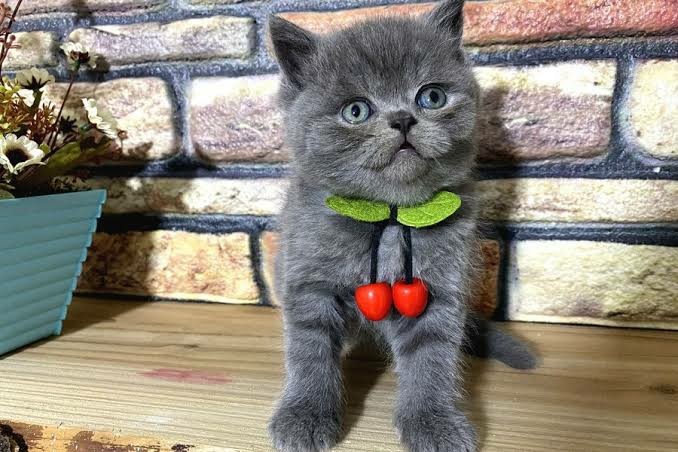 Cins kedi bebekleri olan var mı?