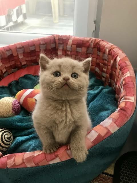 Cins kedi bebekleri olan var mı?