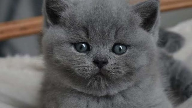Cins kedi bebekleri olan var mı?
