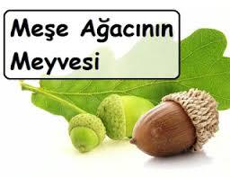 Hayatinda hic pelit yedinmi?