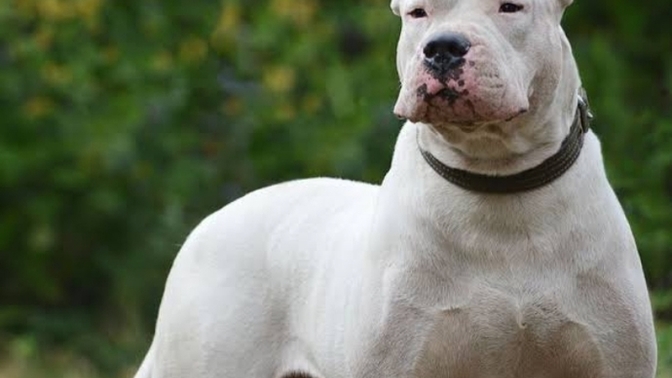 Sizce Dogo Arjantin köpeği mi daha iyi Cane Carso mu?