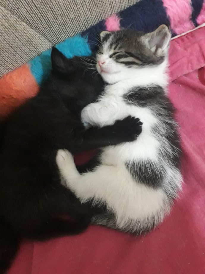 Kedilerim böyle uyuyor, çok tatlı değil mi?