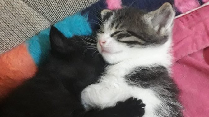Kedilerim böyle uyuyor, çok tatlı değil mi?
