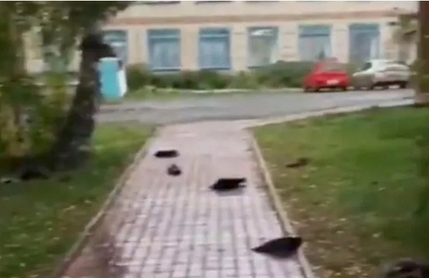 Rusyada uçarken düşen gizemli kuş ölümleri konuşuluyor! Sizce bu bir alamet mi?