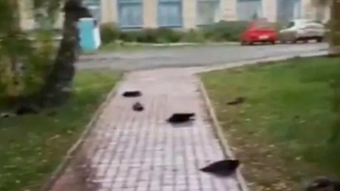 Rusya'da uçarken düşen gizemli kuş ölümleri konuşuluyor! Sizce bu bir alamet mi?