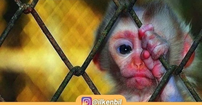 Hayvanat bahçelerinin perde arkasını biliyor muydun?