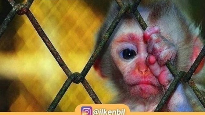 Hayvanat bahçelerinin perde arkasını biliyor muydun?