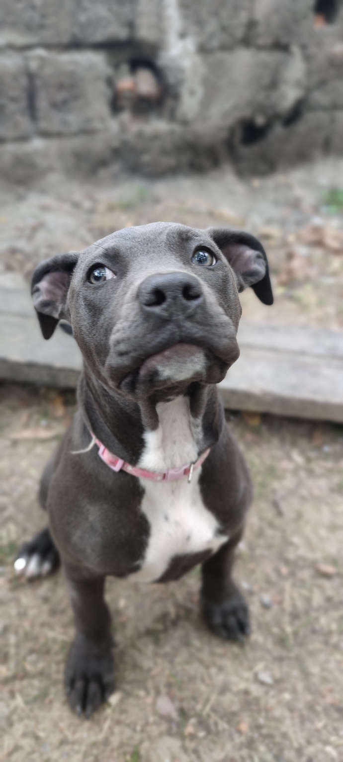 Twitter'da #Pitbull etiketi gündemde! Pitbull'un saldırdığı köpek öldü. Pitbull cinsi hakkında düşünceleriniz neler?