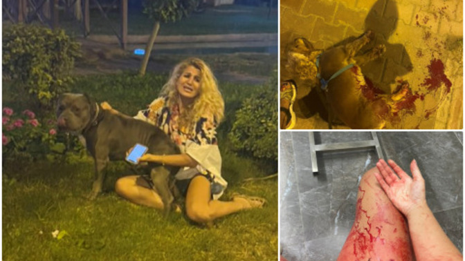 Twitter'da #Pitbull etiketi gündemde! Pitbull'un saldırdığı köpek öldü. Pitbull cinsi hakkında düşünceleriniz neler?