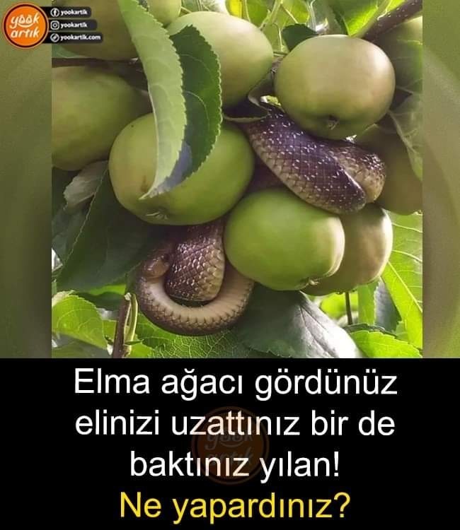 Sen bu durumda ne yapardın?