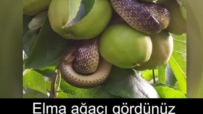 Sen bu durumda ne yapardın?