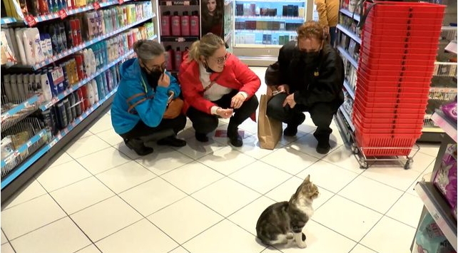 Zorla mama aldıran dilenci kedi sosyal medyayı salladı! Tanımadığınız kediye mama alıyor musunuz?