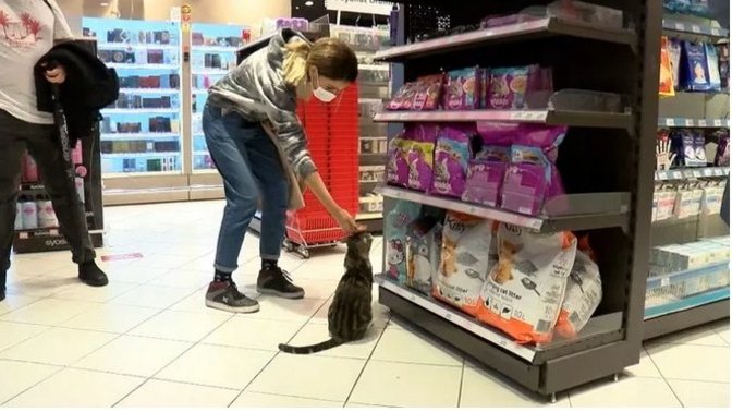 Zorla mama aldıran 'dilenci kedi' sosyal medyayı salladı! Tanımadığınız kediye mama alıyor musunuz?