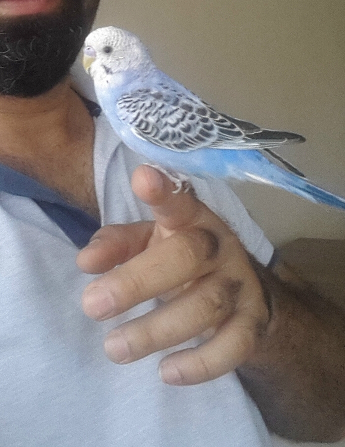 MAVİŞ 