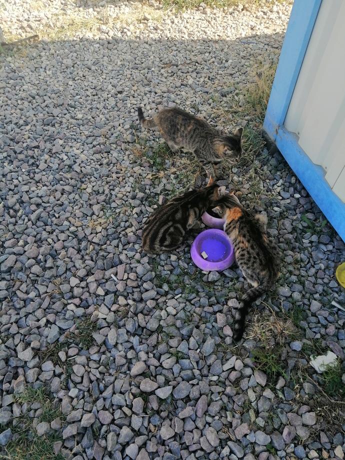 Bugün 4 Ekim Hayvanları Koruma Günü!😸 Sizin evcil bir dostunuz var mı?