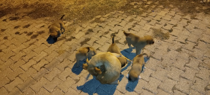 Bugün 4 Ekim Hayvanları Koruma Günü!😸 Sizin evcil bir dostunuz var mı?