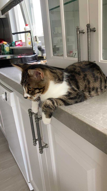 Bugün 4 Ekim Hayvanları Koruma Günü!😸 Sizin evcil bir dostunuz var mı?