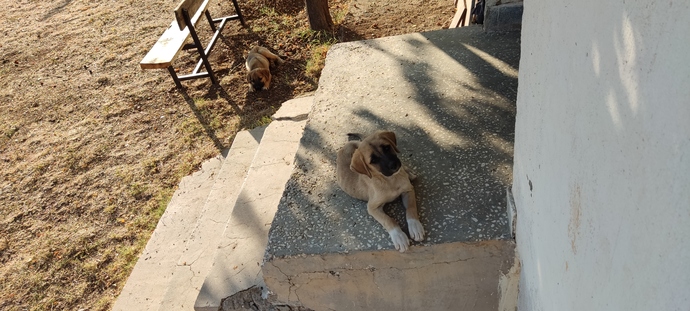 Lojmanımın bahçesinde bulunan daimi konuklarım