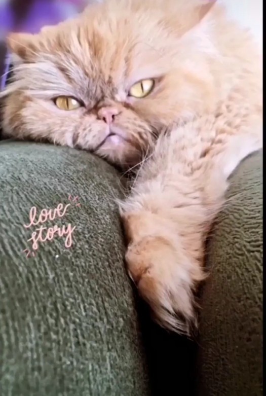 Bugün 4 Ekim Hayvanları Koruma Günü!😸 Sizin evcil bir dostunuz var mı?