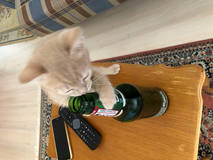 Bugün 4 Ekim Hayvanları Koruma Günü!😸 Sizin evcil bir dostunuz var mı?