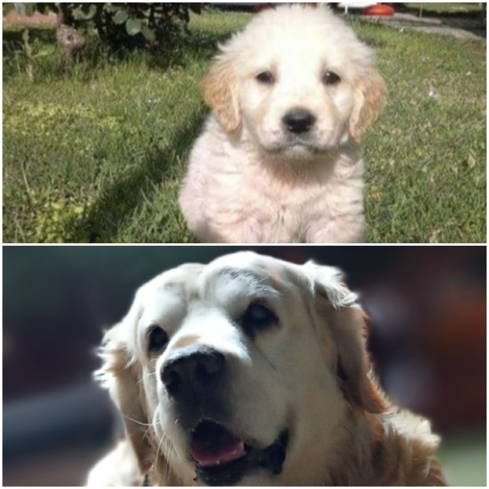 Bugün 4 Ekim Hayvanları Koruma Günü!😸 Sizin evcil bir dostunuz var mı?