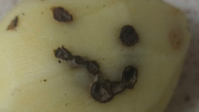 Acaba bu patatesin duyguları karışmış olabilir mi ne demek istiyor?