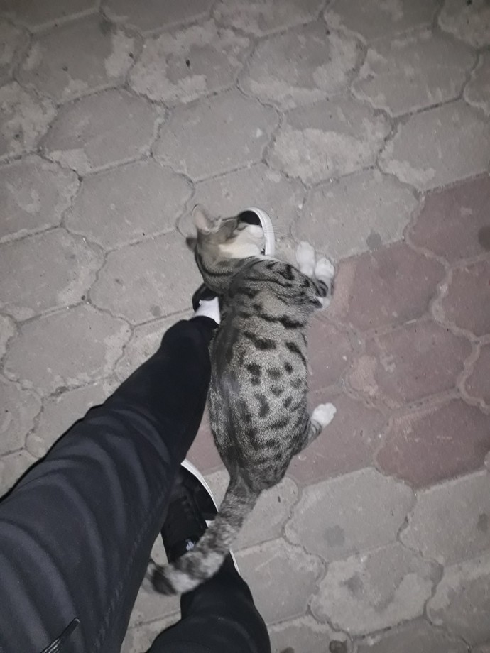 Minik kedimi çok özlüyorum beni anlayan var mı?