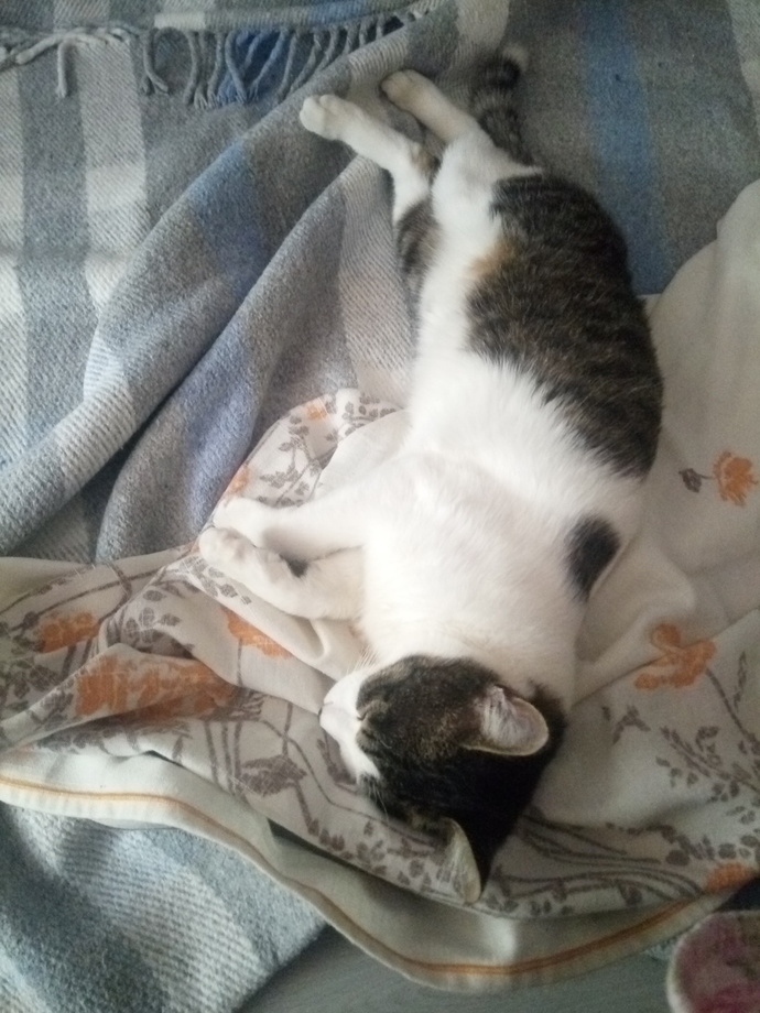 Sizinle uyuyacak kişi uykuya muhtaç mı kalır, uykusunu tam mı alır 😄🐈?
