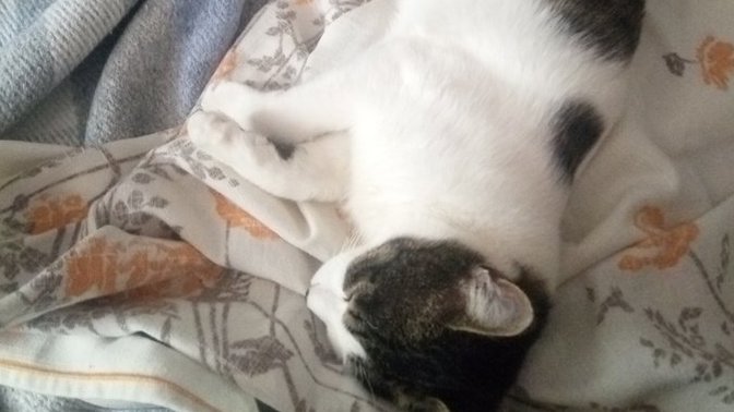 Sizinle uyuyacak kişi uykuya muhtaç mı kalır, uykusunu tam mı alır 😄🐈?