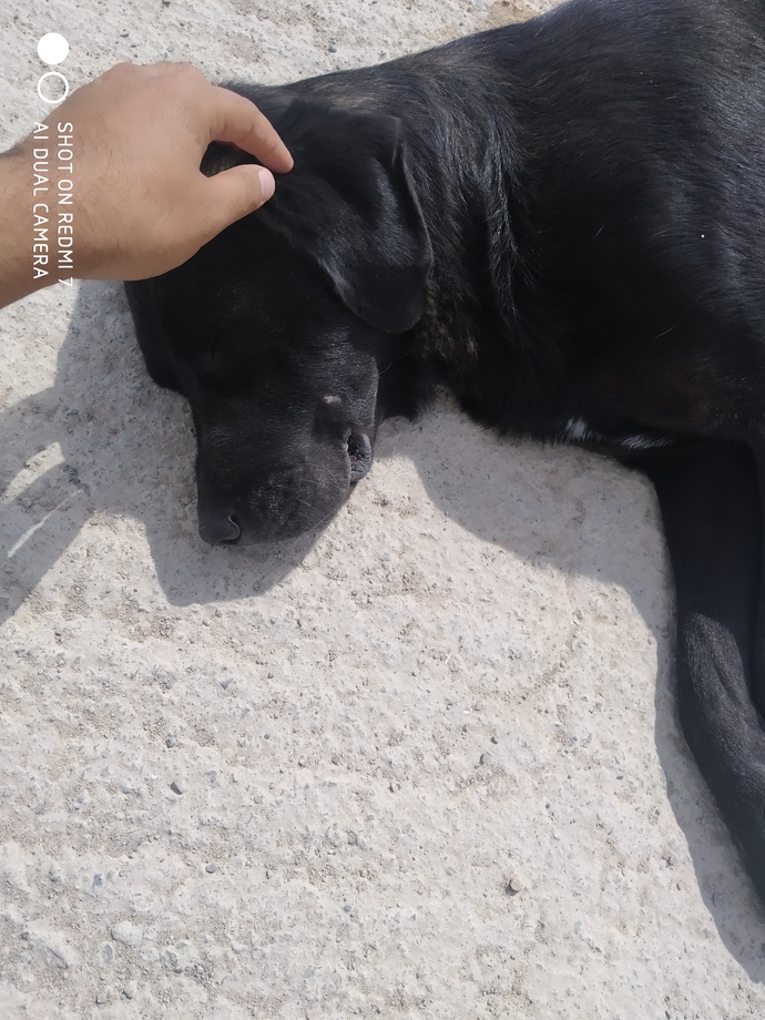 Reis❤️ İşyerinde bakıyorum çok masum. İnsanlardan daha sevimli samimi