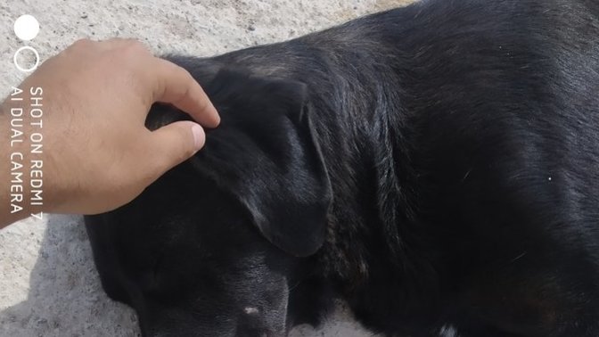 Hayvanları sever misiniz, beslediğiniz bir hayvan var mı?