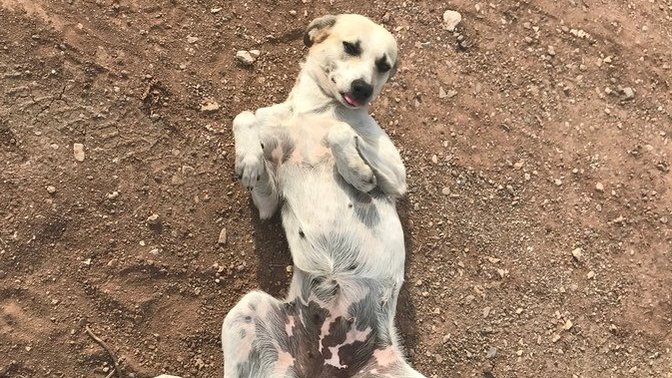 Şunun tatlılığına bakar mısınız?