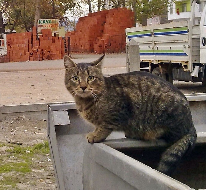 Sokak kedisine fakirlik kağıdı aldı! Sizin evcilinize de fakirlik kağıdı verirler mi?