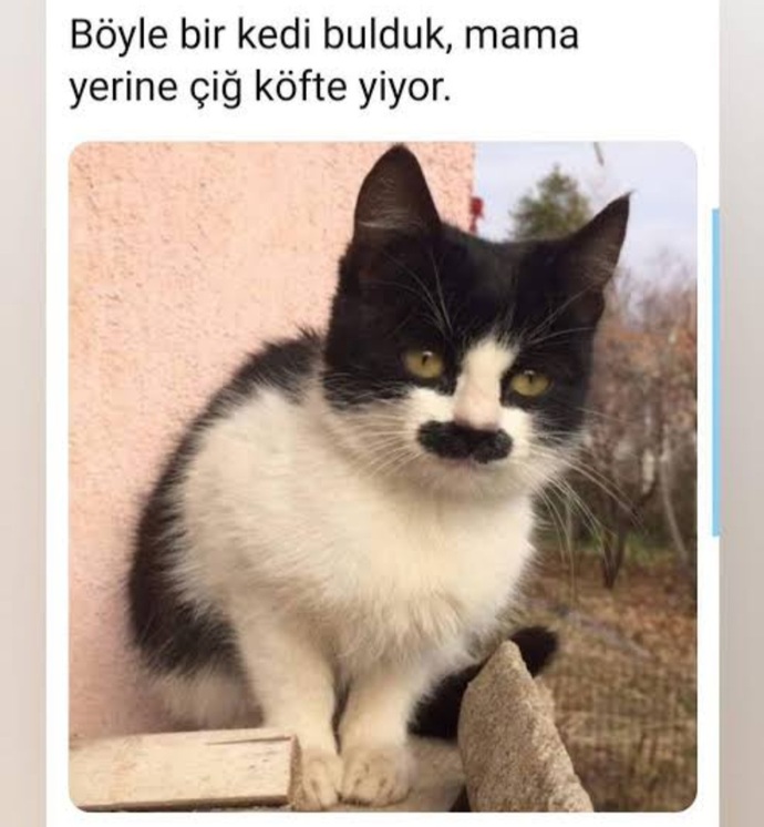 Arkadaşlar kedime mama alacağım, bu mamayı nereden temin edebilirim?