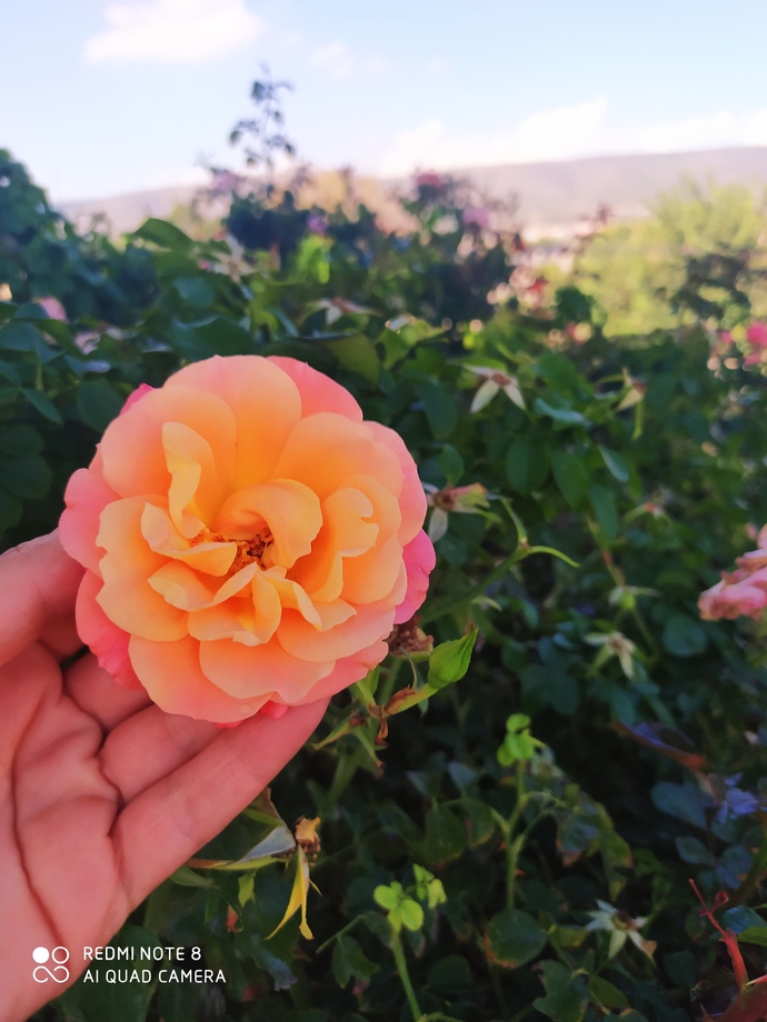En son neyin fotoğrafını çektin?