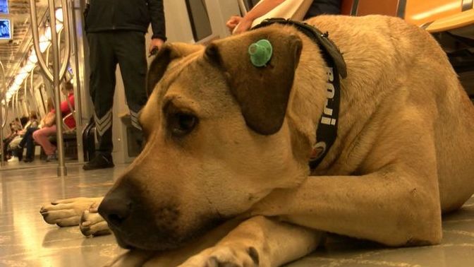 İstanbul’u gezen köpek Boji! Boji ile karşılaşsaydınız sever miydiniz?