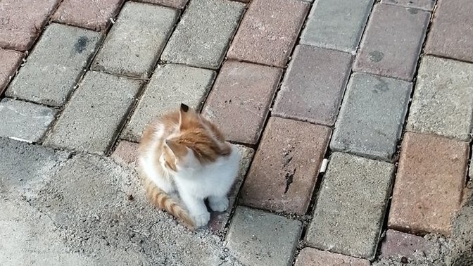 Yavru kediler neden bu kadar tatlı?
