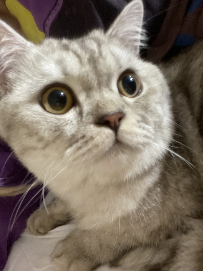 Yeni aldığımız kedi sürekli ısırıyor, neden?
