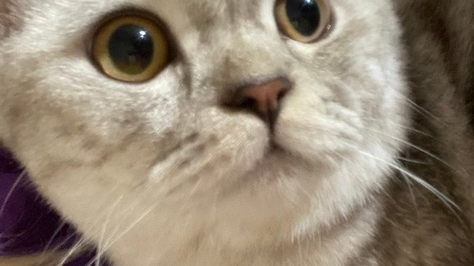 Yeni aldığımız kedi sürekli ısırıyor, neden?
