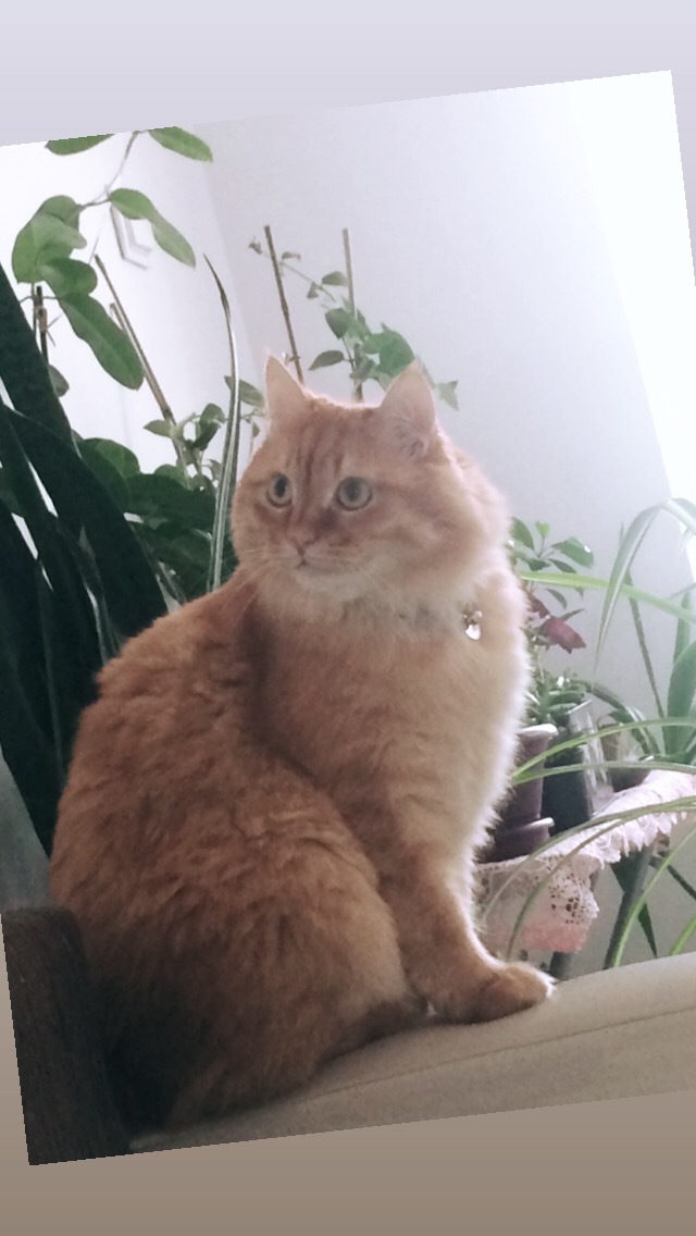 Bu pazar ne yapıyorsunuz?