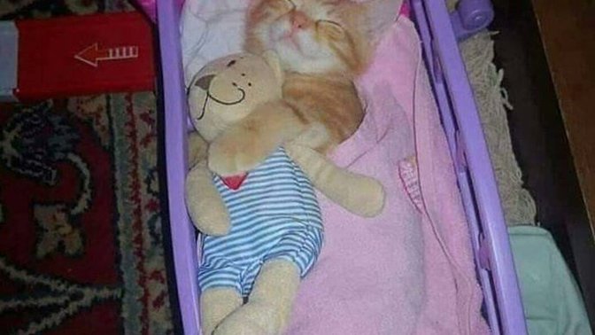 Dünyadaki en masum şey hayvanlar olabilir mi?
