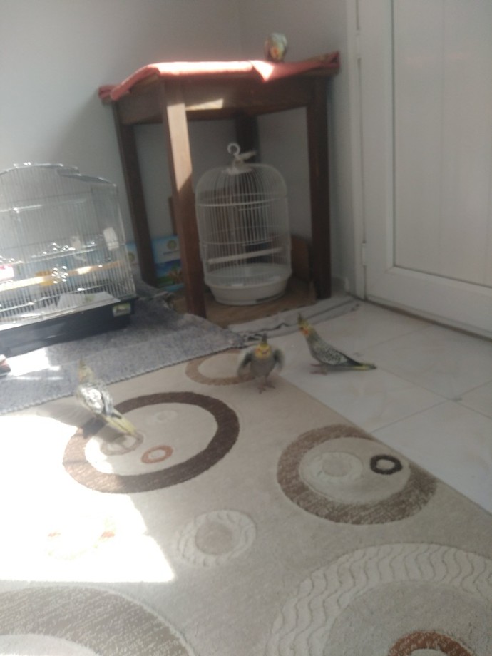 Kuşları sever misiniz?
