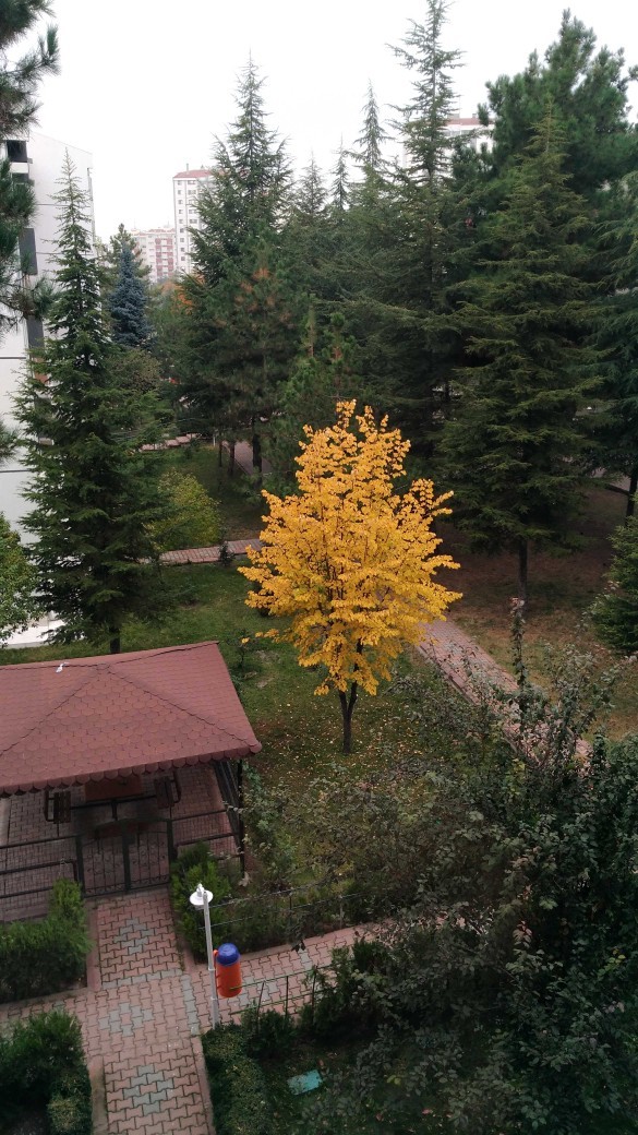Ankara'da sonbahar bir başka değil mi?