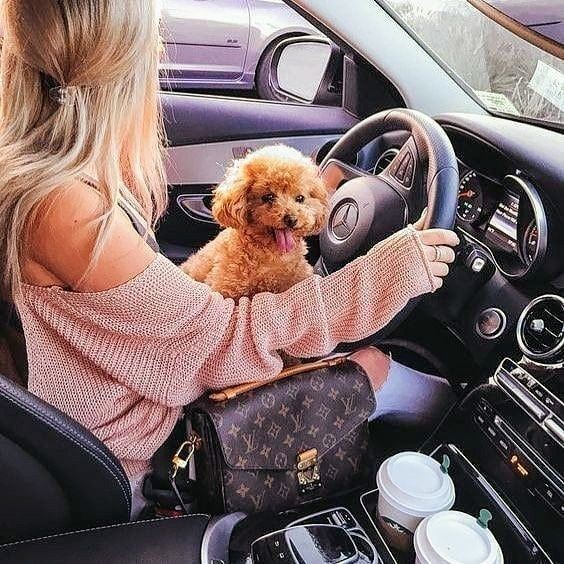 Araba kullanırken evcil hayvanınızı kucağınıza alır mıydınız?